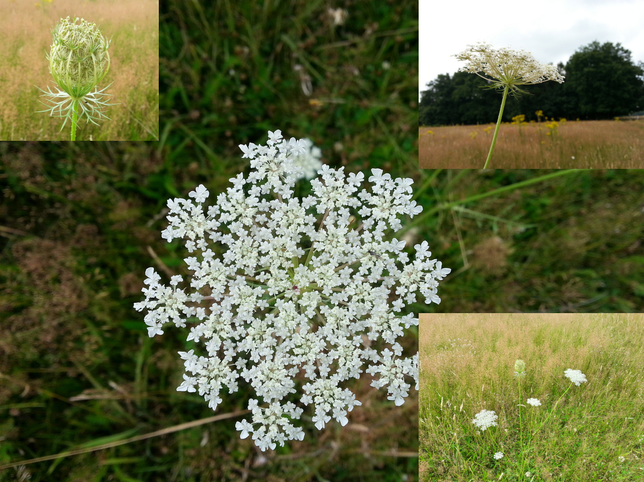 Hoe heet deze witte schermbloem?
